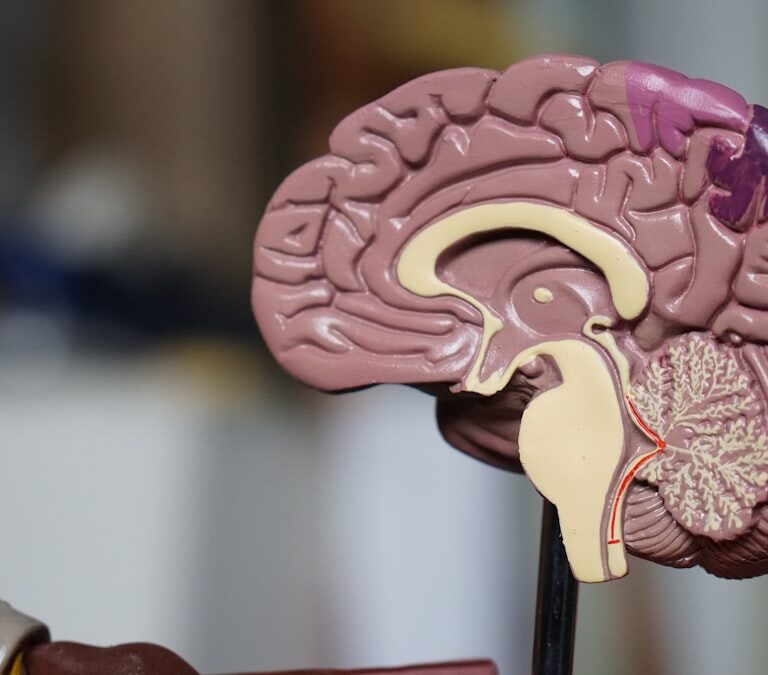 Schema estomac digestion eau alcaline pH gastrique acide chlorhydrique