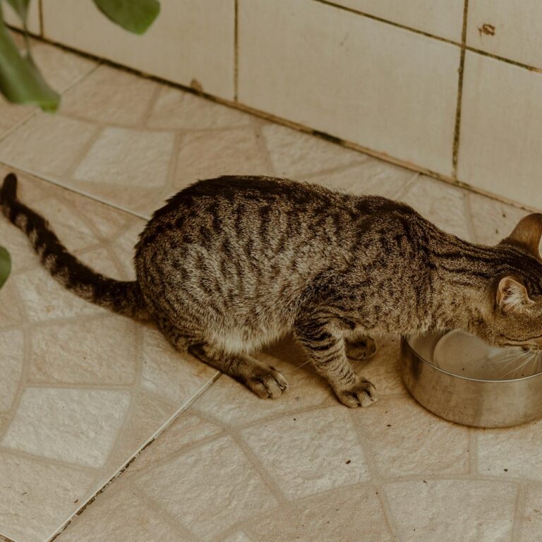 Eau Kangen animaux - chien et chat buvent a la maison
