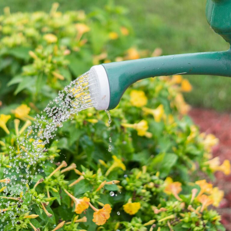 Eau Kangen jardin - arrosage plantes potager