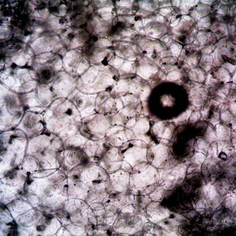 Mitochondries - energie cellulaire production ATP